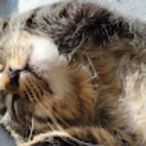 Meet your Posher, Angel